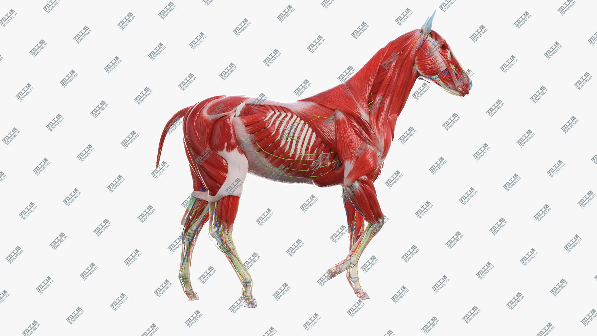 images/goods_img/20210113/3D Full Horse Anatomy Animated model/5.jpg